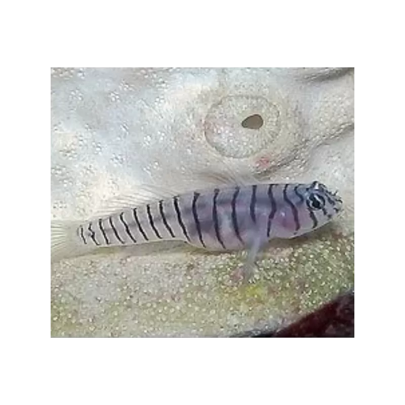 Elacatinus Macrodon Elacatinus Macrodon