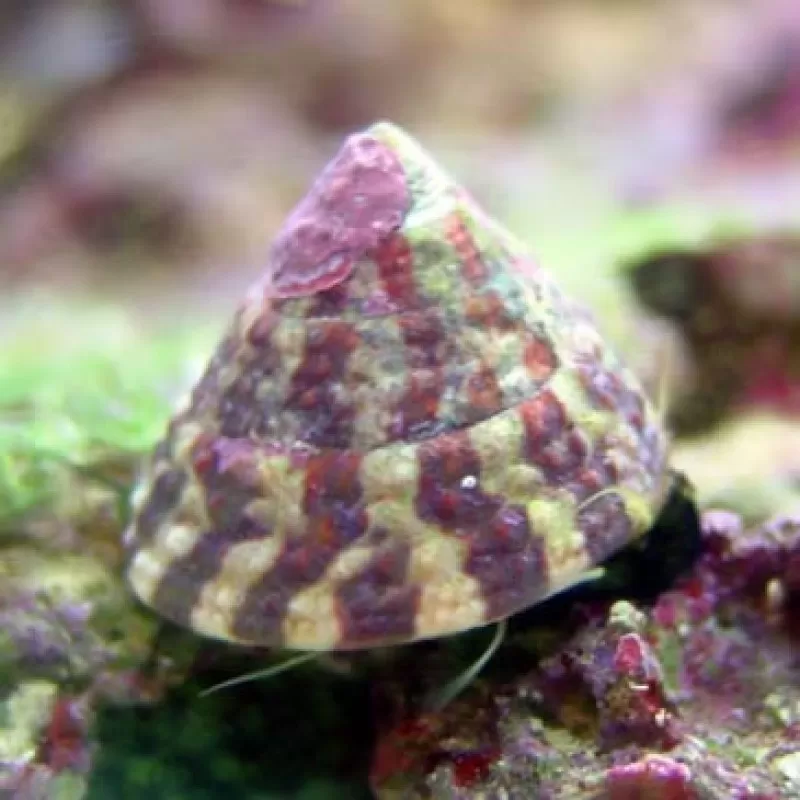 Trochus Histrio Trochus Histrio