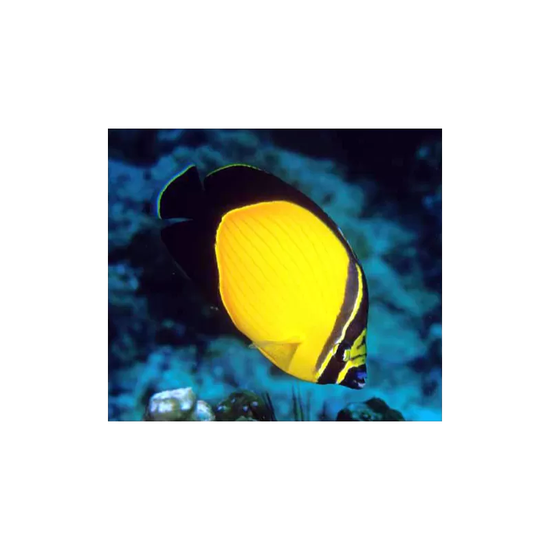 Chaetodon Melapterus Chaetodon Melapterus