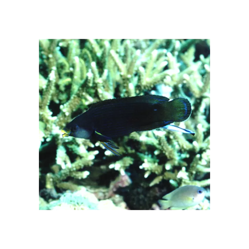 Labrichthys Unilineatus  (JUV)