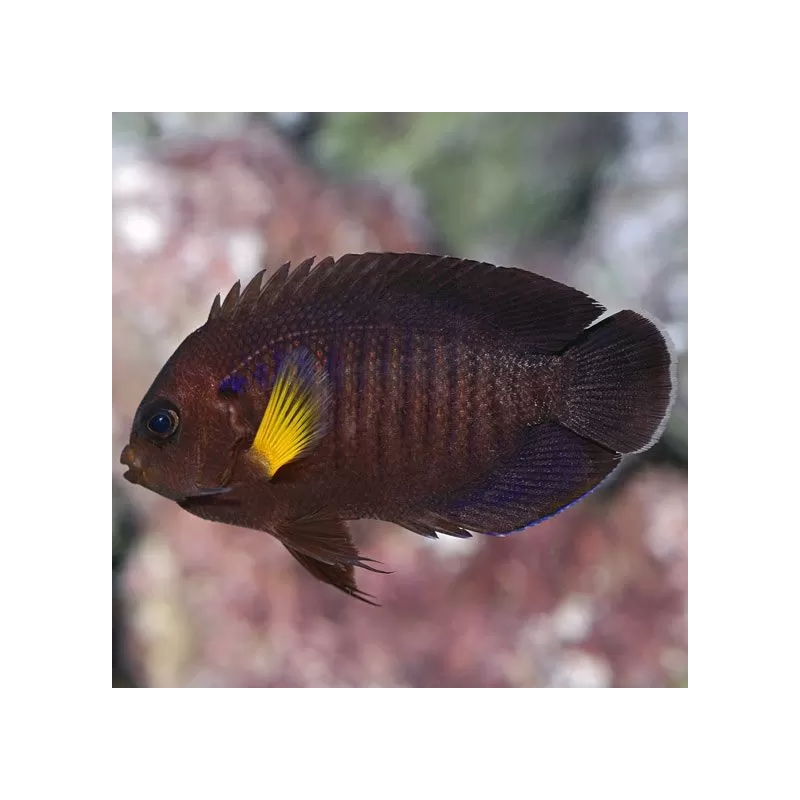 Centropyge Flavipectoralis