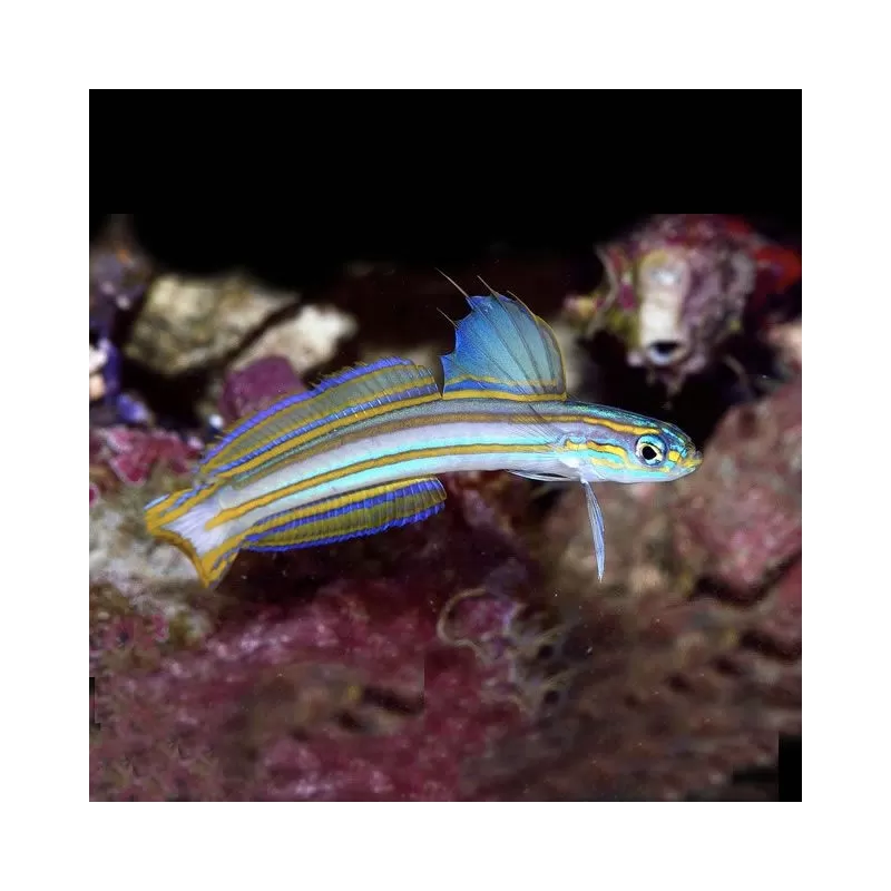 Ptereleotris Grammica Ptereleotris Grammica
