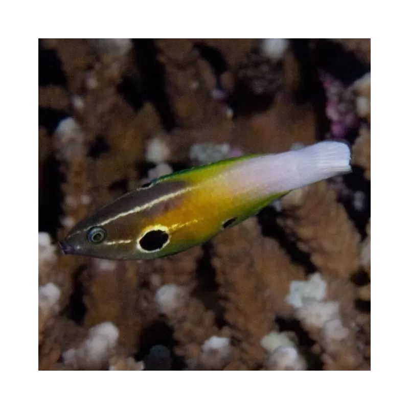 labropsis alleni labropsis alleni