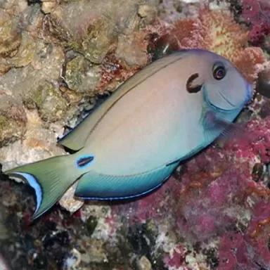acanthurus tennenti L
