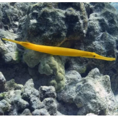 Aulostomus chinensis