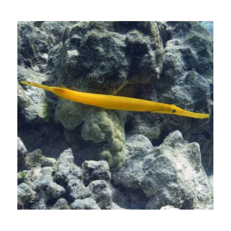 Aulostomus chinensis Aulostomus chinensis