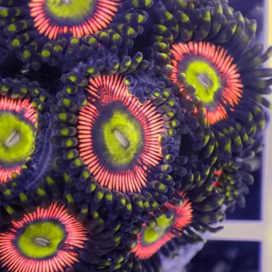 Zoanthus Lord of the Rings S size