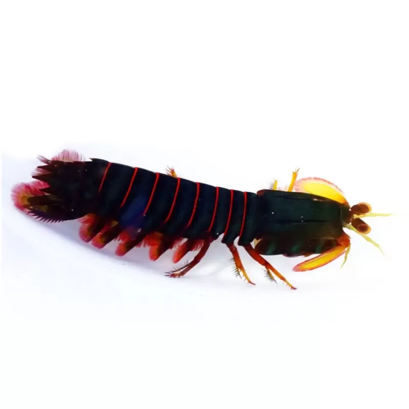 Gonodactylus Smithii Gonodactylus Smithii