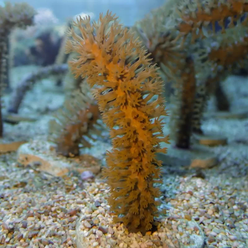 Calyculata sp. S-Größe