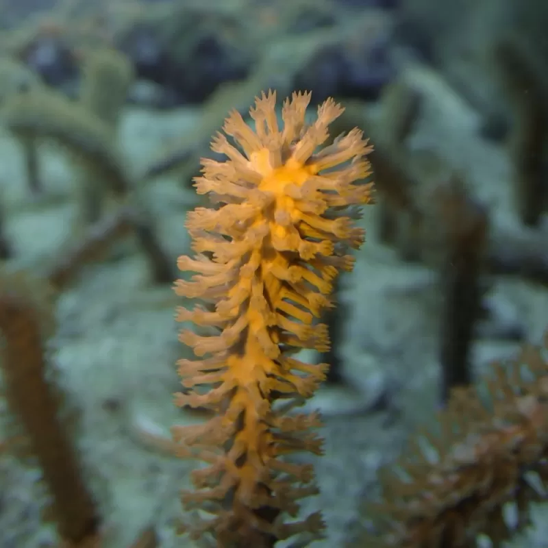 Calyculata sp. S-Größe