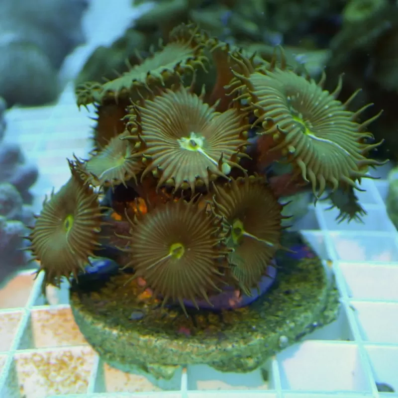 Palythoa Green Frag Palythoa Green Frag