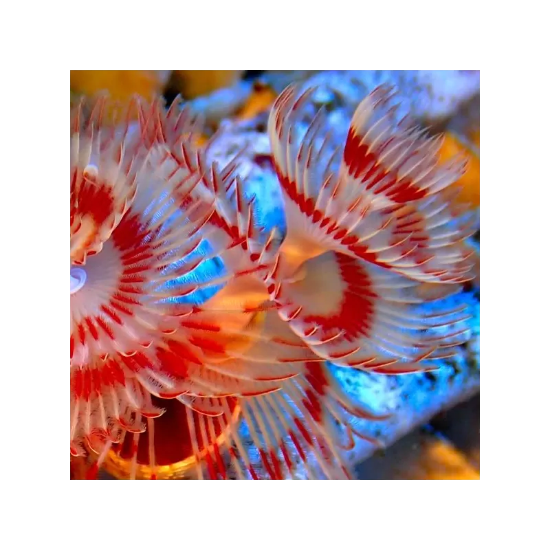 Protula Bispiralis Coco Worm White red orange M size Protula Bispiralis Coco Worm White red orange M size