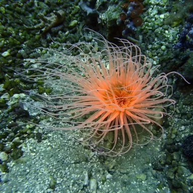 Cerianthus membranaceus orange
