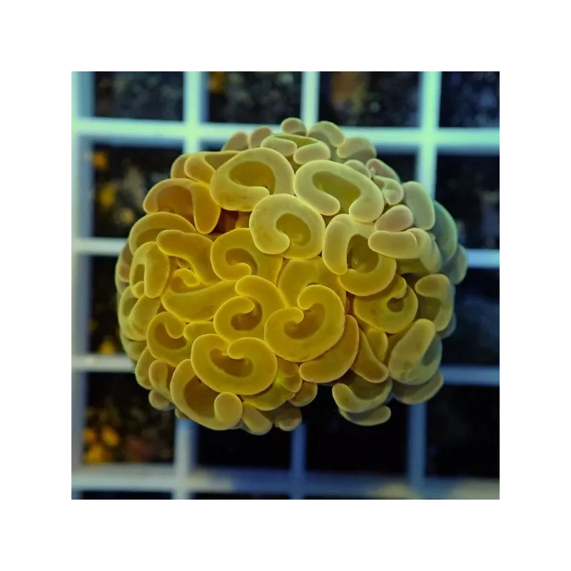 Euphyllia Ancora Vert