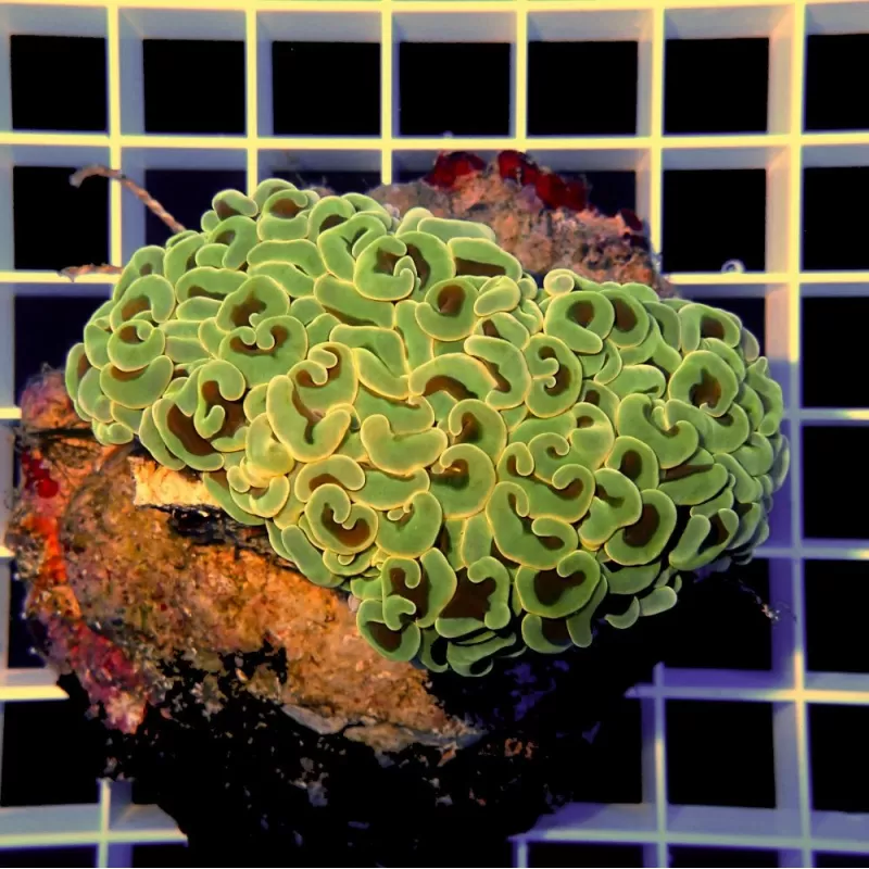 Euphyllia Ancora Vert