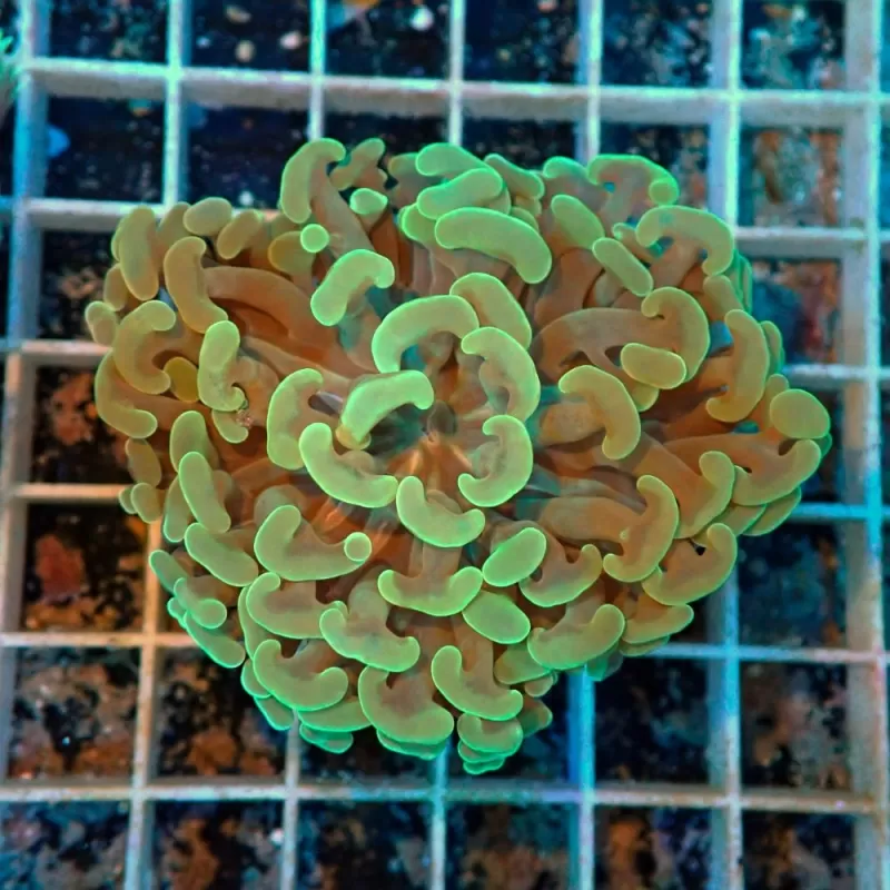 Euphyllia Ancora Vert