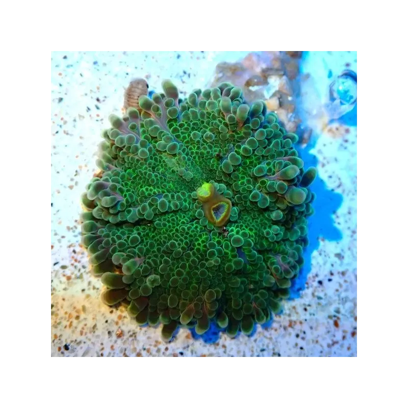 Ricordea Yuma Green (1 Kolben)