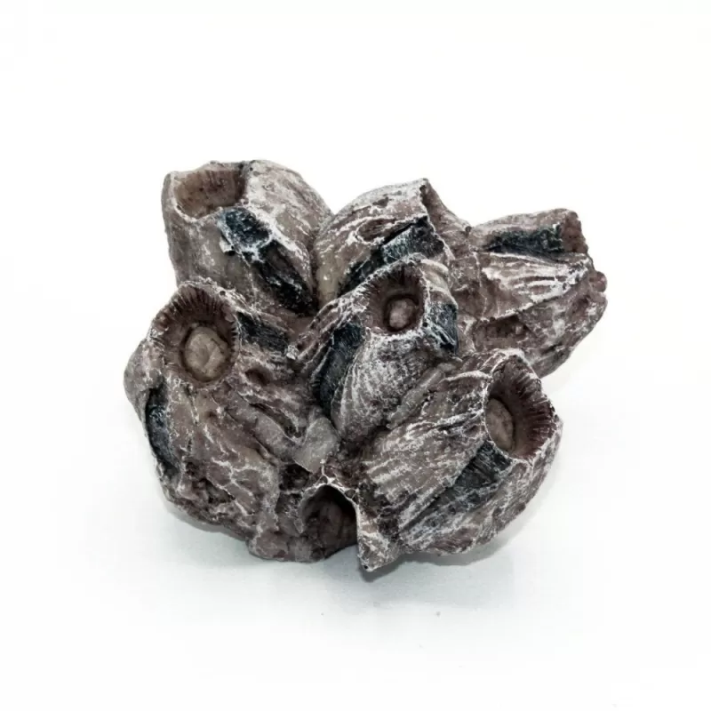 Kunstkoraal barnacle cluster Kunstkoraal barnacle cluster