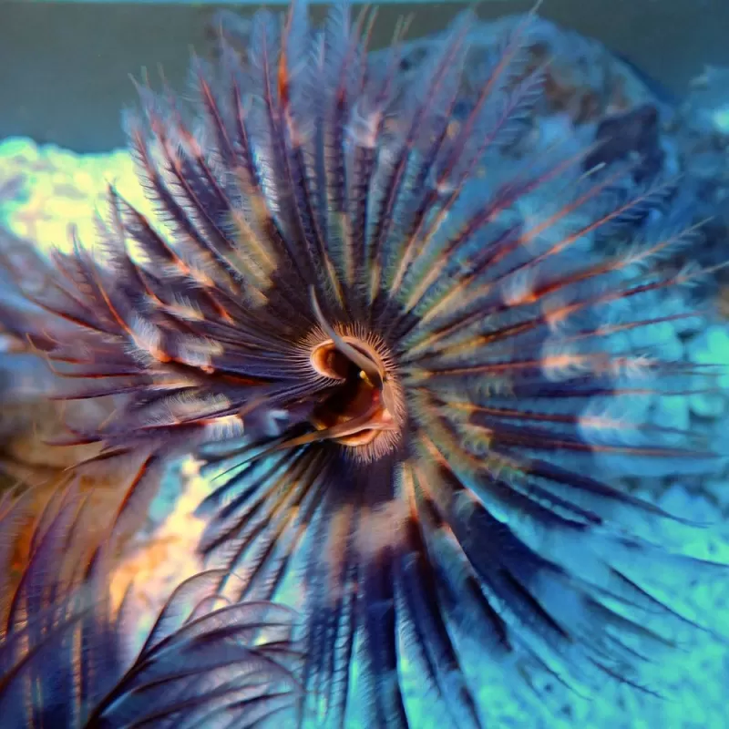 Sabellastarte sp Soft Tube Worm Sabellastarte sp Soft Tube Worm