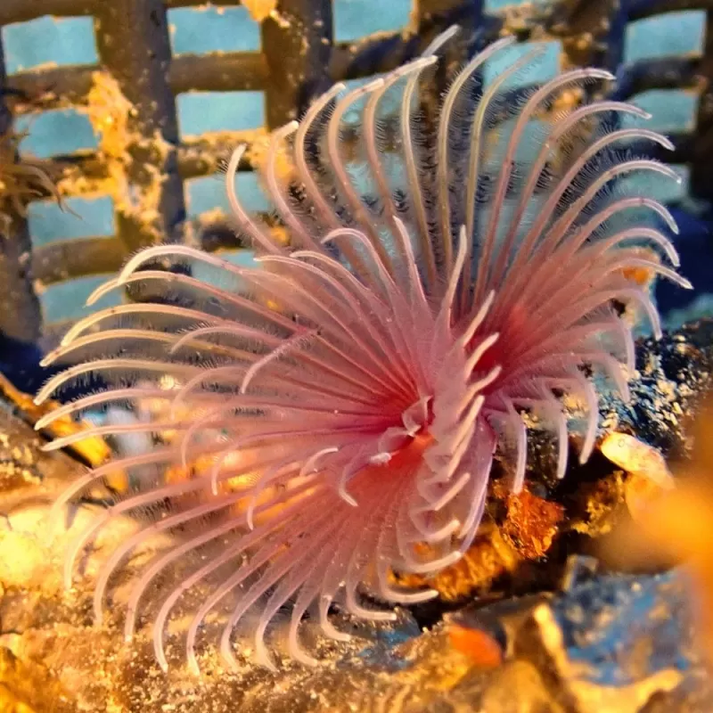 Sabellastarte sp Soft Tube Worm Sabellastarte sp Soft Tube Worm