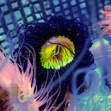 Cerianthus membranaceus purple