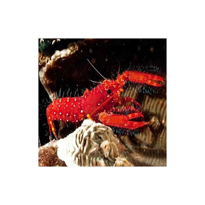 enoplometopus occidentalis enoplometopus occidentalis