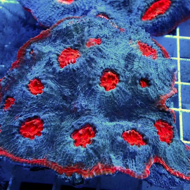Echinophyllia ultra orange Echinophyllia ultra orange