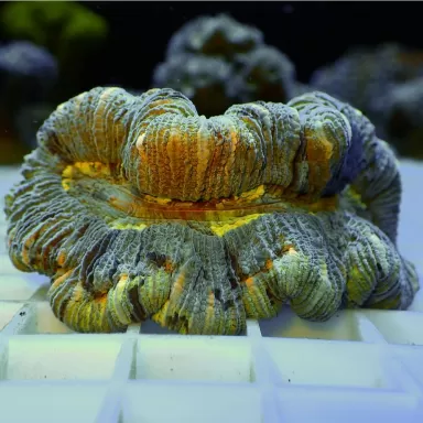 Trachyphyllia Geoffroyi Greenish S size