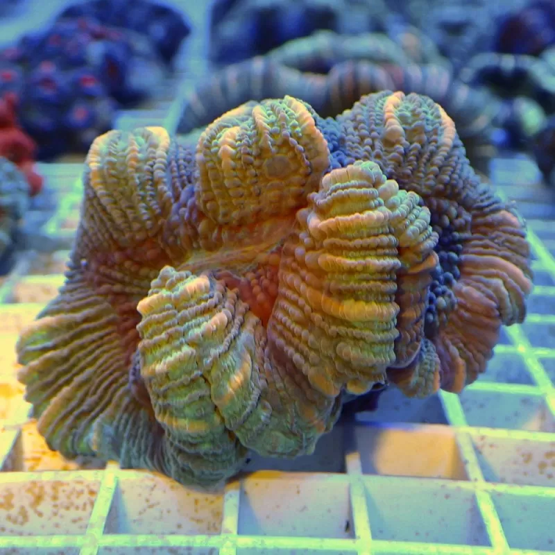 Trachyphyllia Geoffroyi Greenish S size Trachyphyllia Geoffroyi Greenish S size