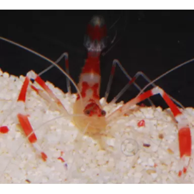 Stenopus Goyi