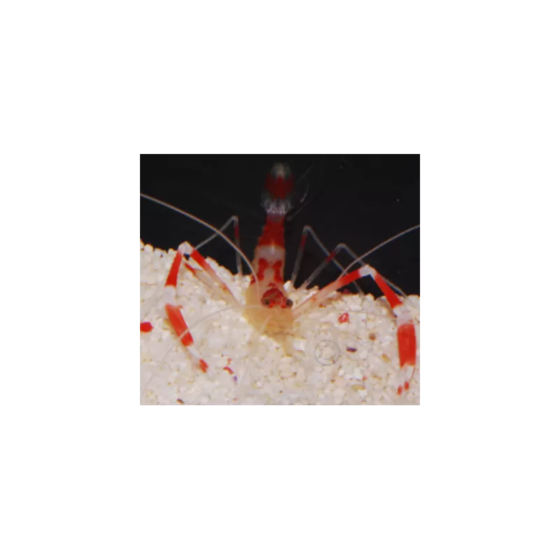 Stenopus Goyi Stenopus Goyi