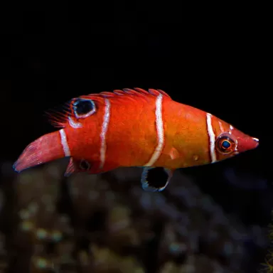 Wetmorella Triocellata