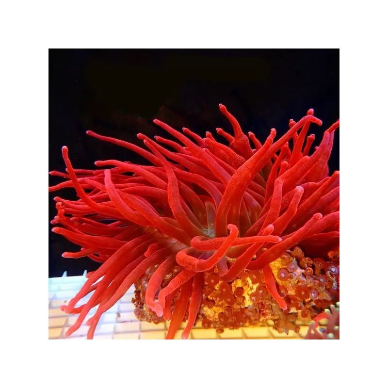 Entacmaea Quadricolor Rot