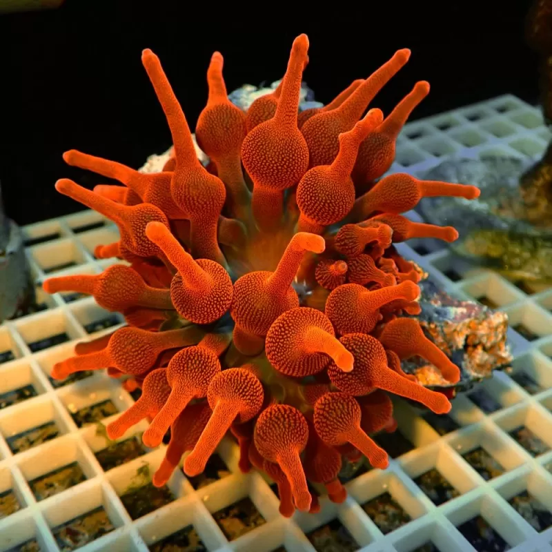 Entacmaea Quadricolor Rot