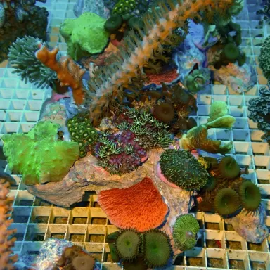 Koralen tuintje Small Mix koralen