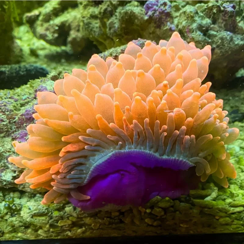 Entacmaea Quadricolor Rot-Lila-Füße