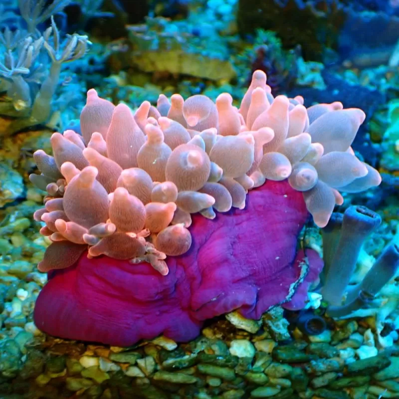 Entacmaea Quadricolor Rot-Lila-Füße