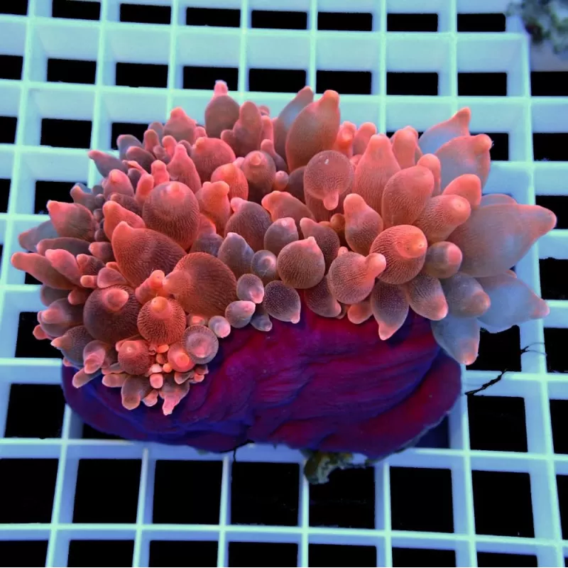 Entacmaea Quadricolor Rot-Lila-Füße