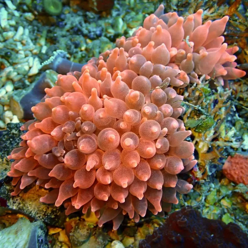 Entacmaea Quadricolor Rot-Lila-Füße