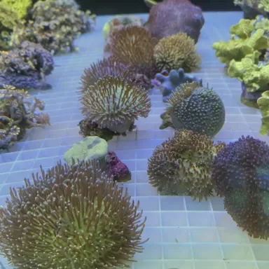 Softcoral spp Mix S-Größe (1 Stück)