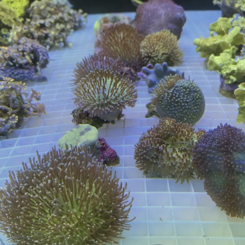 Softcoral spp Mix S-size Softcoral spp Mix S-size