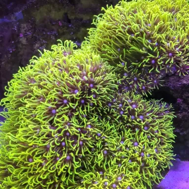 Pachyclavularia violacea S size