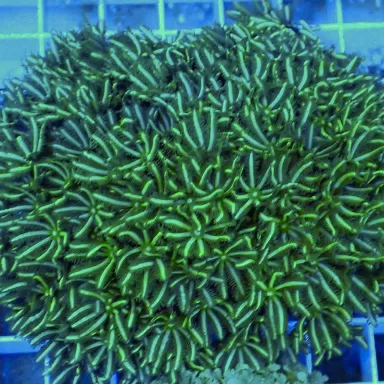 Tubipora Musica green M size