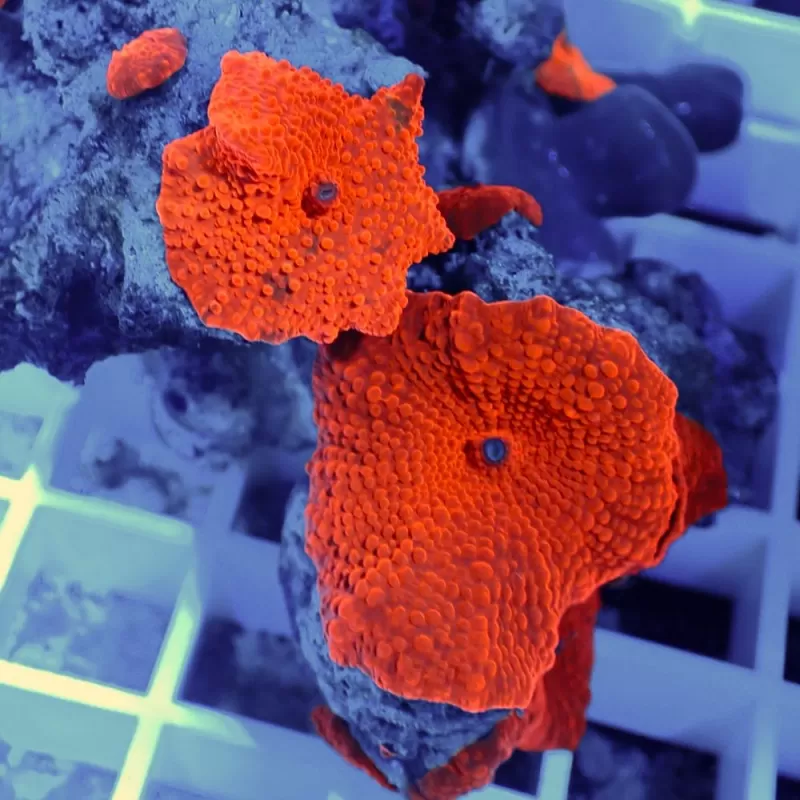 Discosoma Ultra Red (Preis pro Ähre)