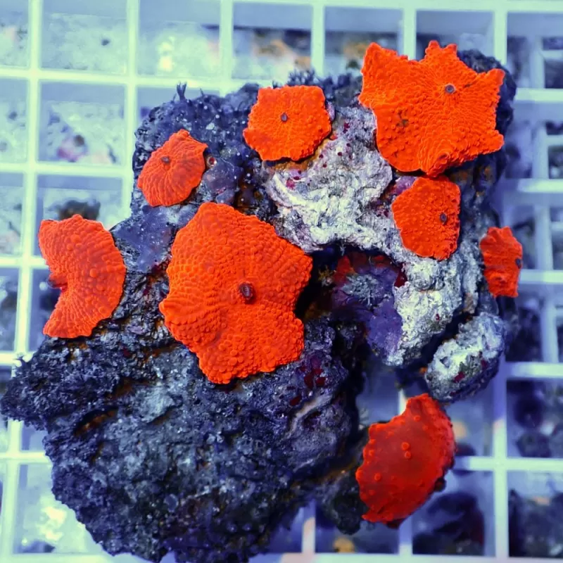 Discosoma Ultra Red (prijs per oor)