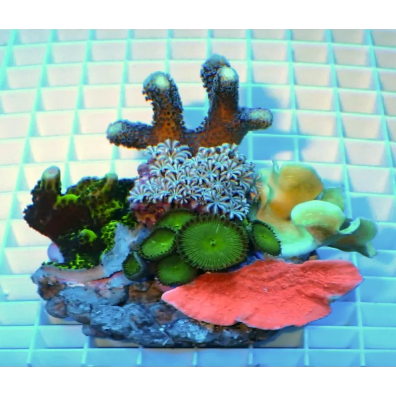 Koralen tuintje Small Mix koralen Koralen tuintje Small Mix koralen