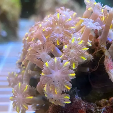 Clavularia sp orange/yellow/green stripe S-size