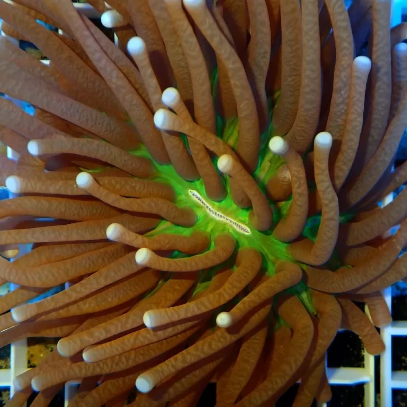 Heliofungia actiniformis Green center S size Heliofungia actiniformis Green center S size