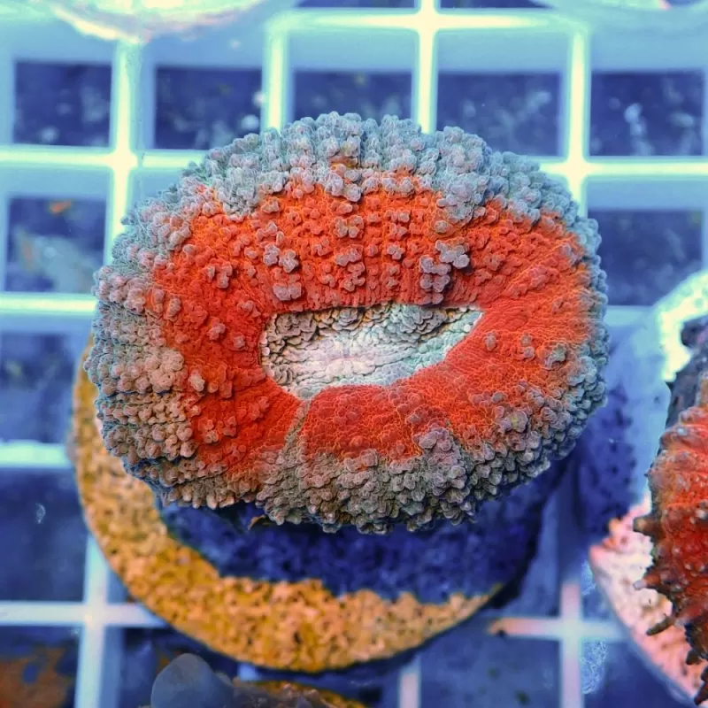 Lobophyllia sp S-size australie Lobophyllia sp S-size australie