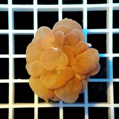 Plerogyra Sinuosa S-size